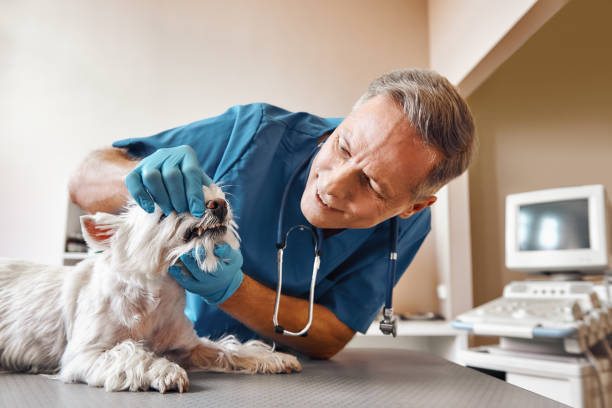 Best Urgent Tooth Repair  in Elm Creek, TX